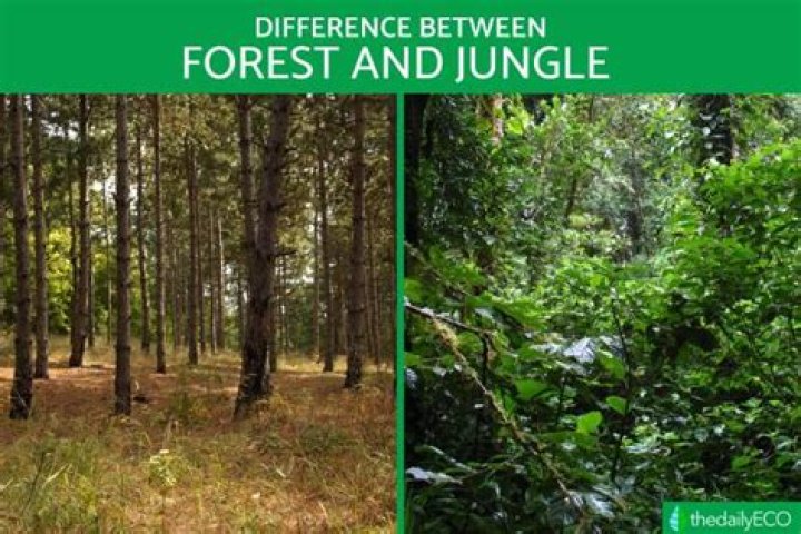 What is the difference between Forest River Sunseeker and Forester?