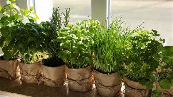What is the easiest way to grow herbs indoors?