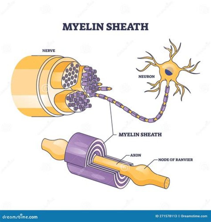 What is the function of myelinated sheath?