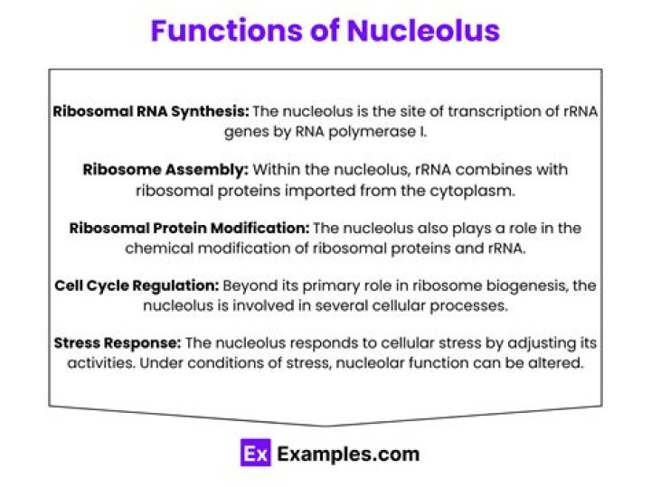 What is the function of the nucleolus and ribosomes?