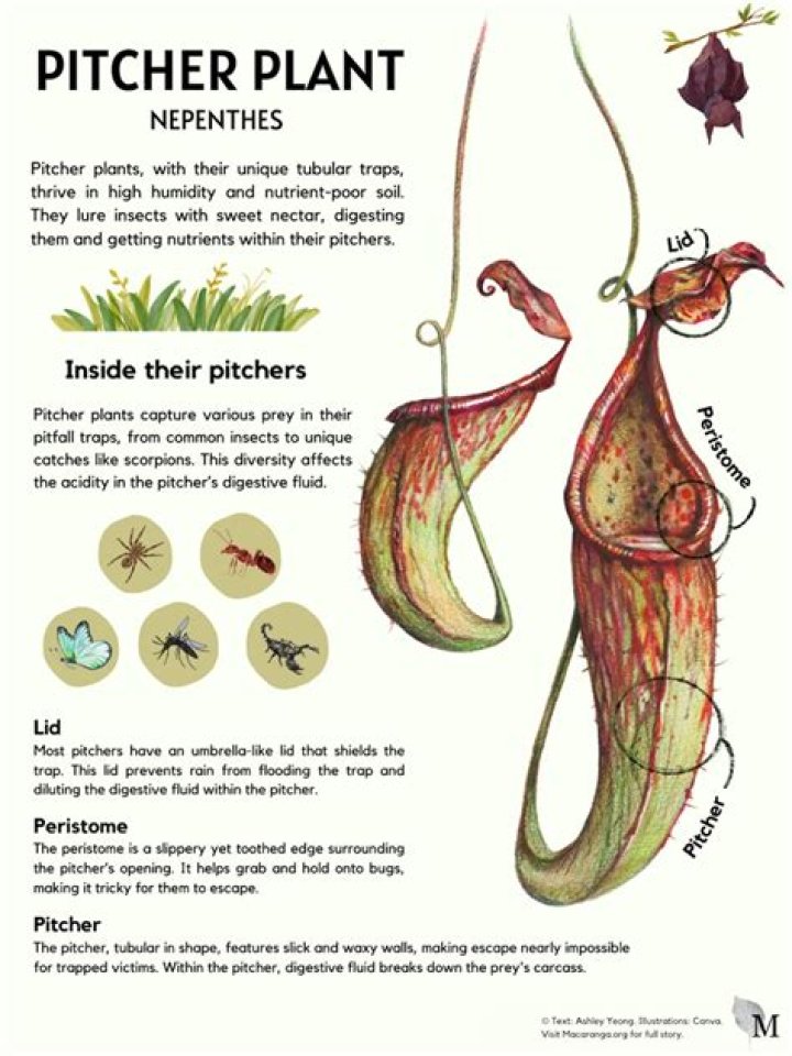 What is the habitat of pitcher plant?