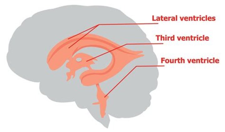 What is the left ventricle line?