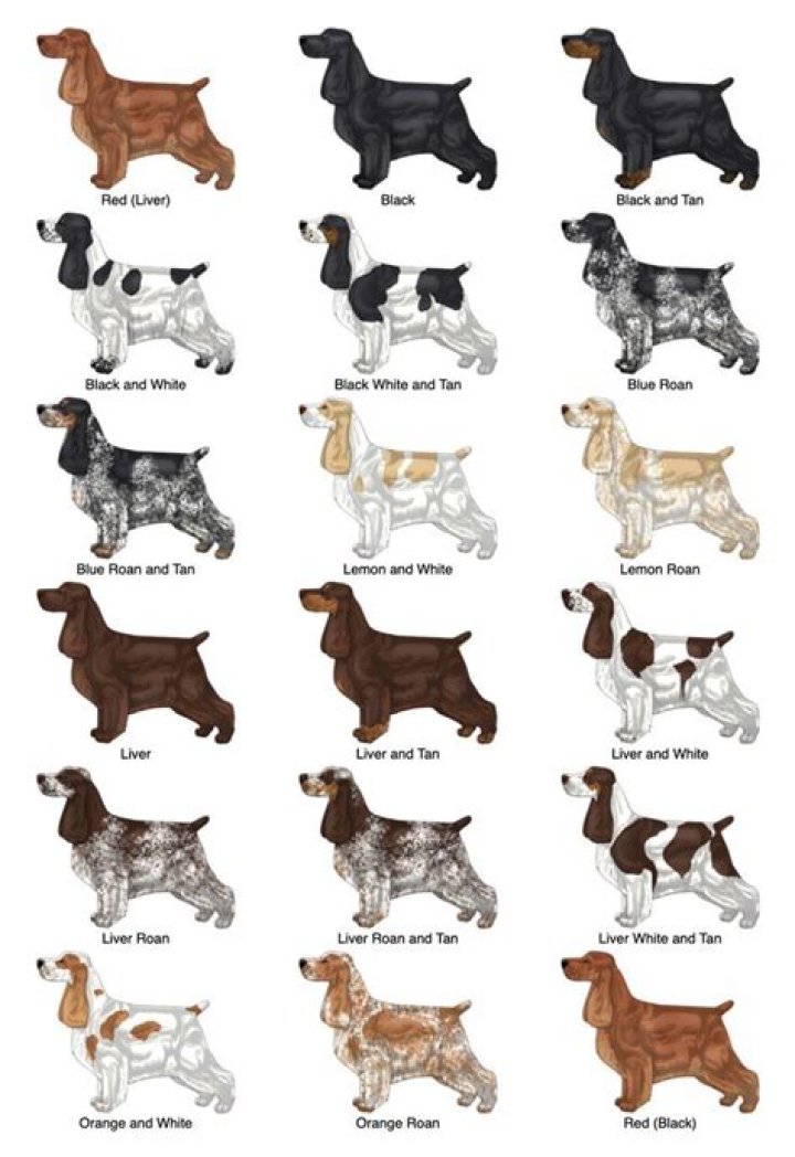 What is the most popular cocker spaniel colors?