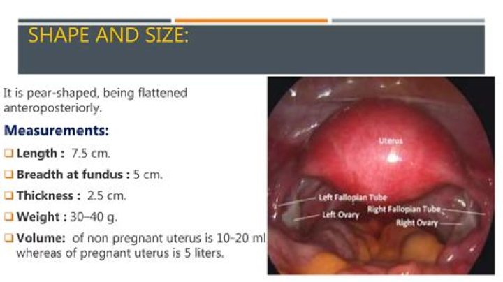 What is the size of a non pregnant uterus?