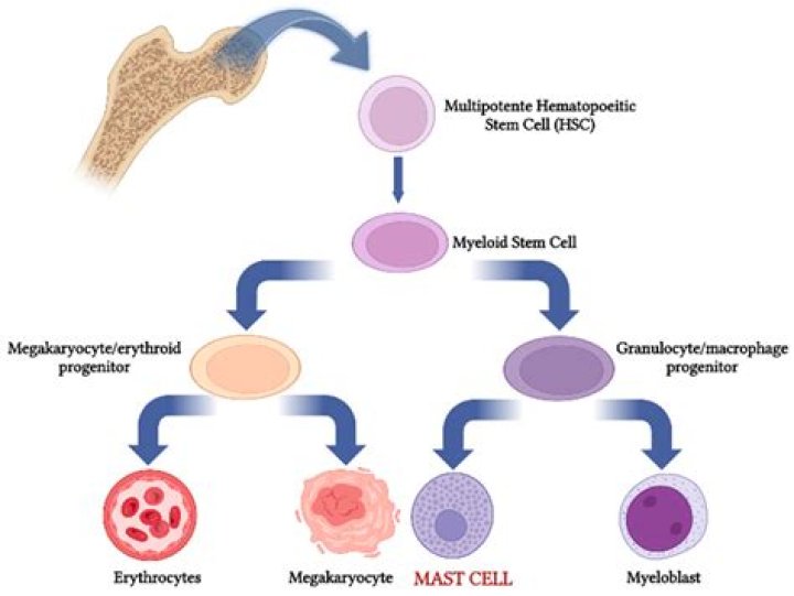 What level of tryptase indicates anaphylaxis?
