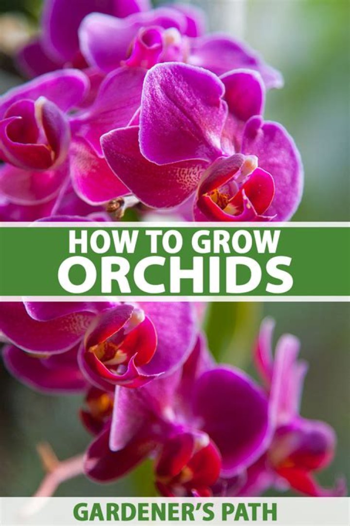 What months are orchids in season?