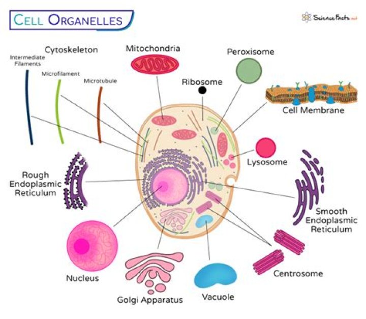 What organelle is responsible for translation in prokaryotes?