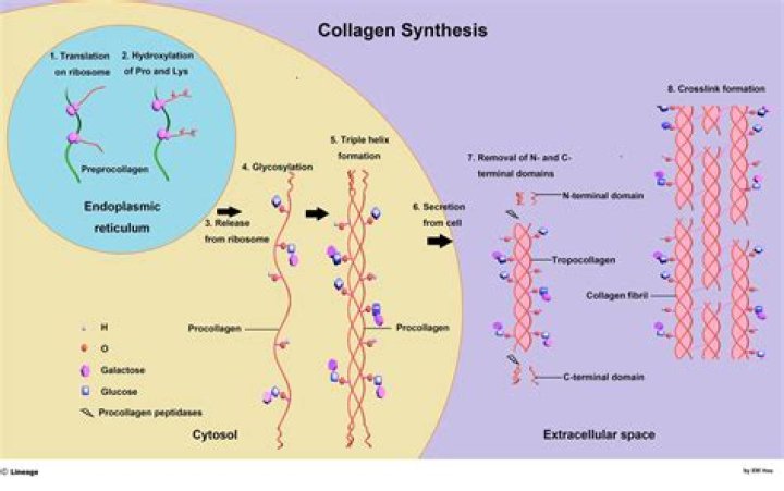 What organism produces collagenase?
