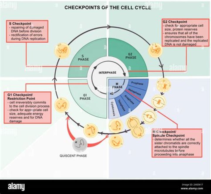 What part of the cell cycle is disrupted by cancer?