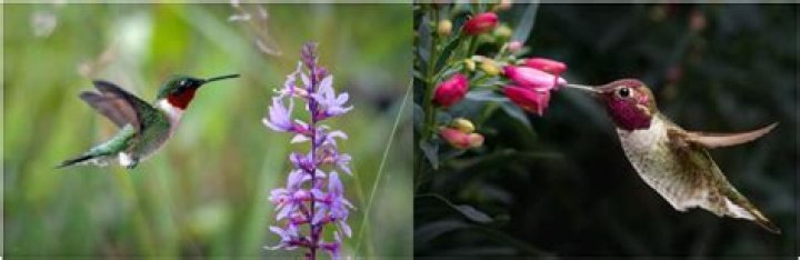 What plants attract hummingbirds in AZ?