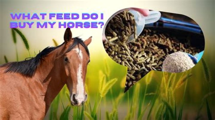 What should I feed my horse Spillers?