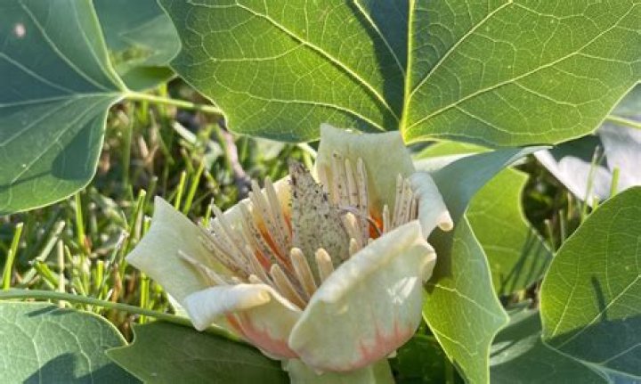 What tree has tulip like blooms?