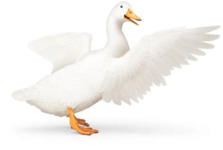 What type of insurance is Aflac considered?