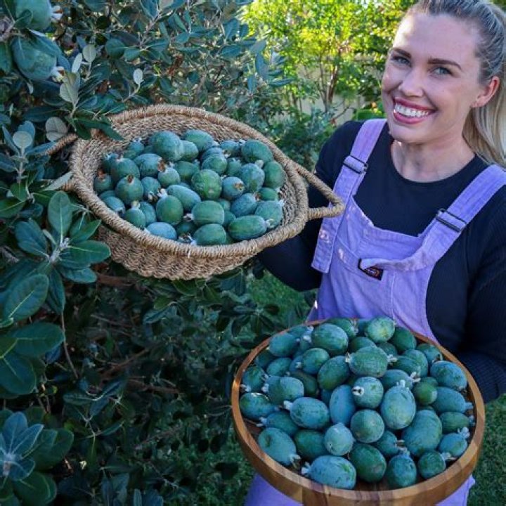 Where can I buy feijoa trees in Australia?