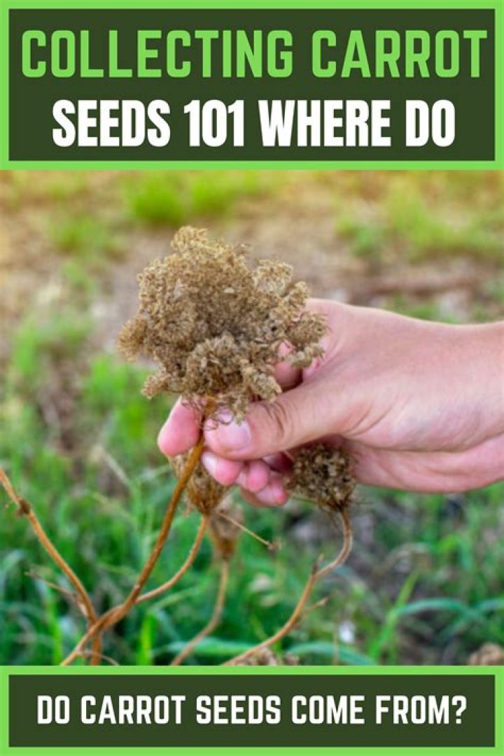 Where do achiote seeds come from?