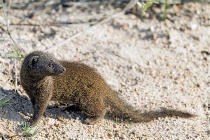 Where does a mongoose lemur live?