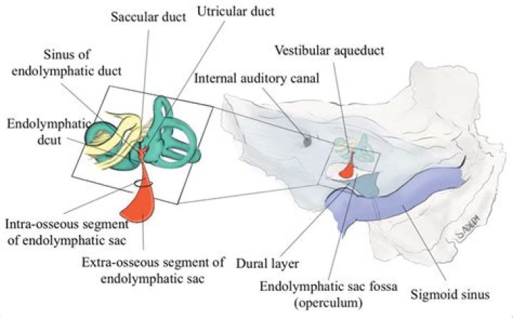 Where does endolymph drain to?
