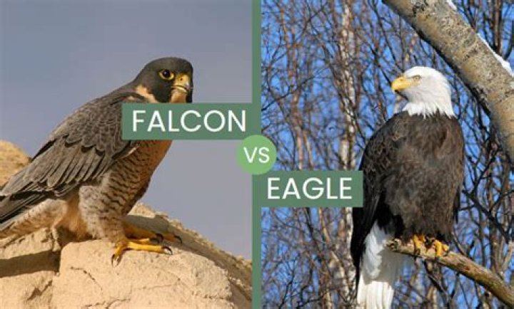 Where is the Lanner Falcon found?
