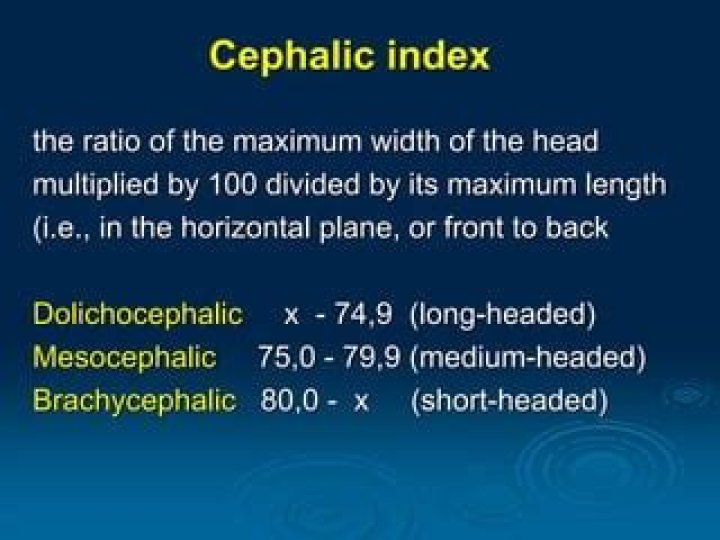 Which part of the human body is measured using the cephalic index?