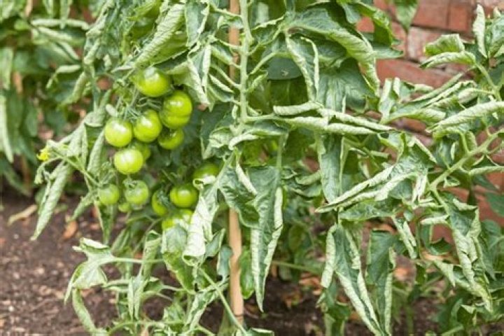 Why are my tomato plant leaves thin?