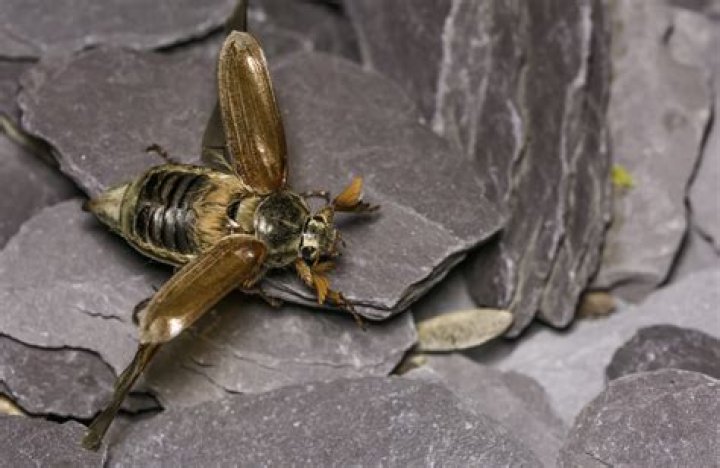 Why are they called mealybugs?