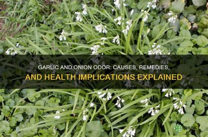 Why do I smell like garlic?