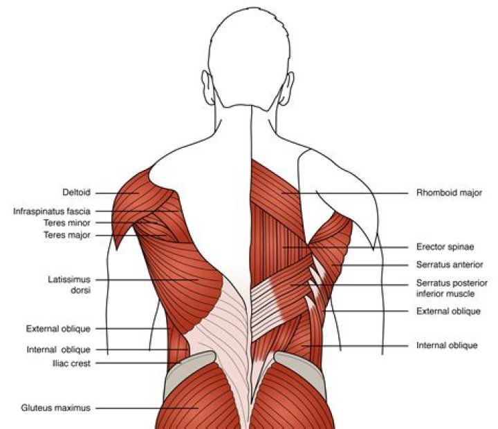 Why do the muscles in the back of my neck hurt?