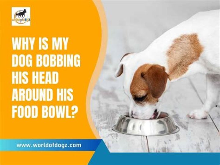 Why is my iguana bobbing her head?