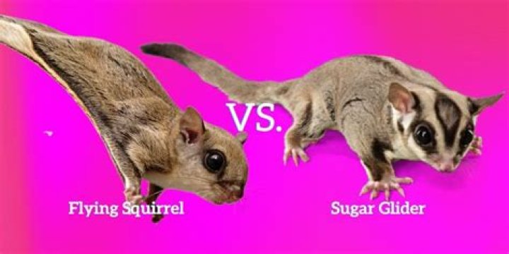 Why is my sugar glider weak?