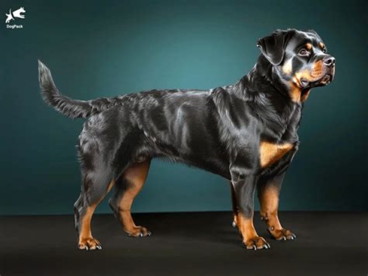 Will a Rottweiler naturally protect its owner?
