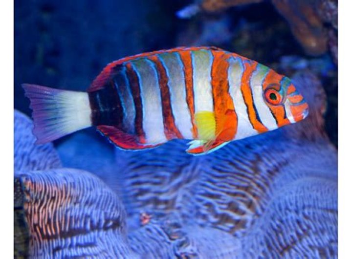 Will harlequin tusk eat small fish?